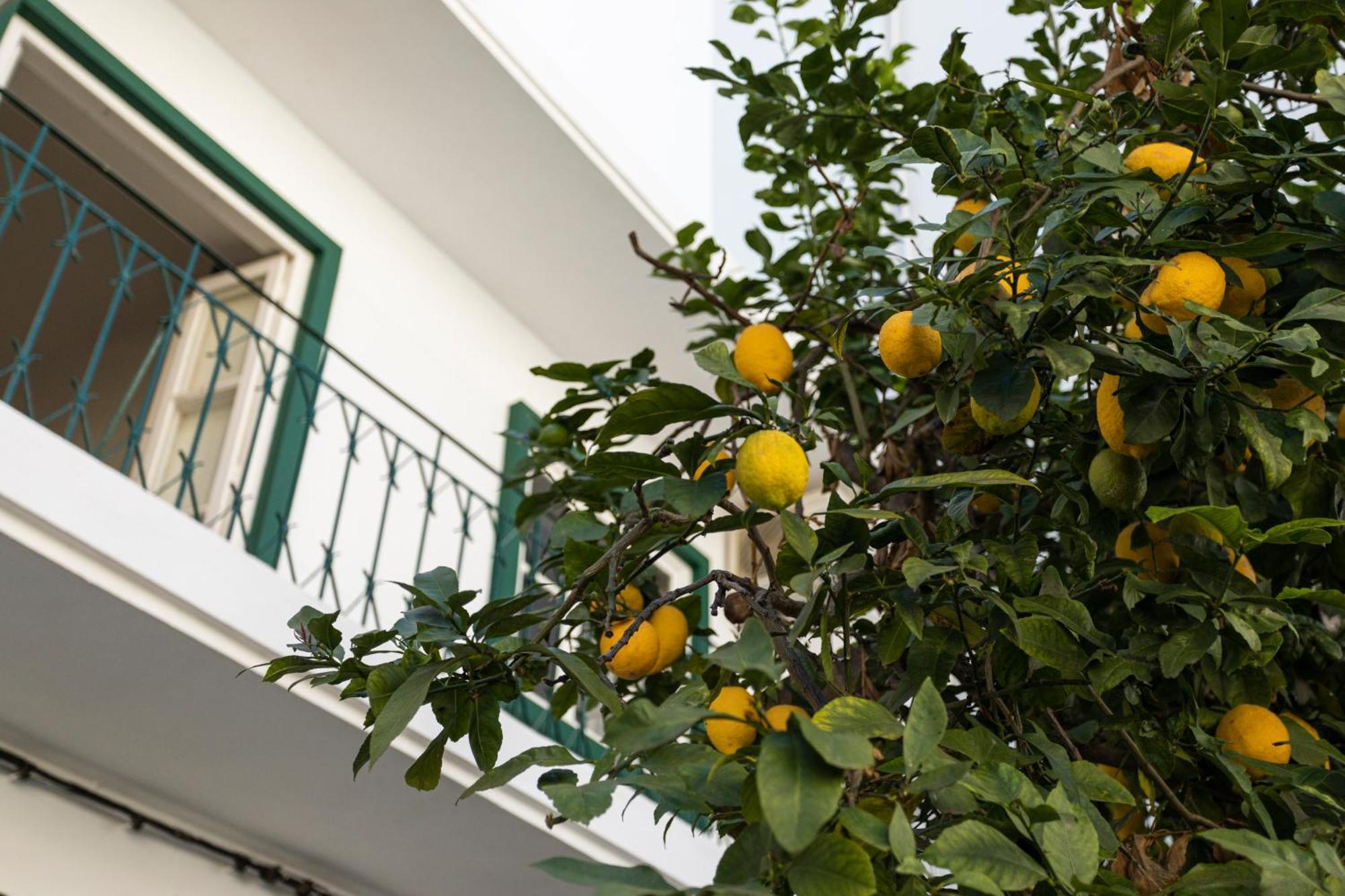 Lemon Hostel ファロ エクステリア 写真